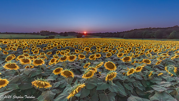 Sunflowers at Sunset-6