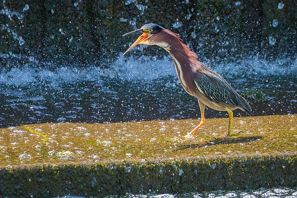 Green Heron Antics-4