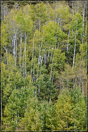Colorado, Aspen, "West Elk Mountains", mountains, fall, "fall color", trees, stream