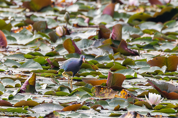 Purple Gallinule-1