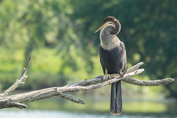 Wilde Lake Anhingas-9