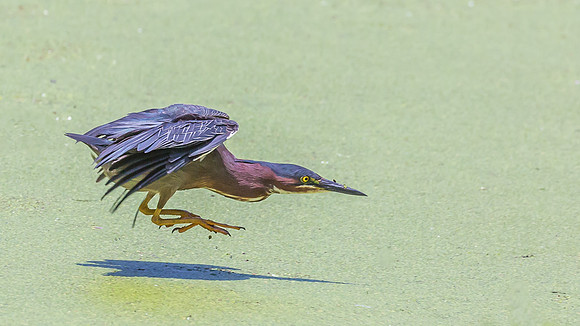 Green Heron-2226
