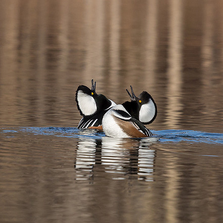 Hooded Mergansers Courtship Dance