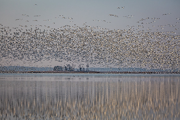 "Snow Geese", "Broadkill Beach", geese, "lift off"