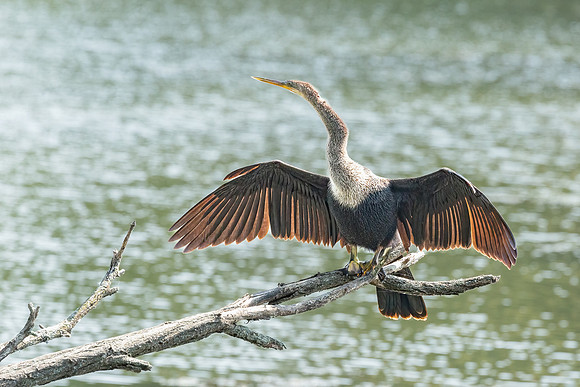 Wilde Lake Anhingas-2