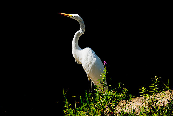 Great Egret Portraits II-2