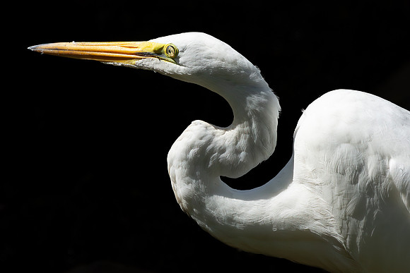 Great Egret Portraits II-4