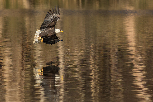 Columbia, "Wilde Lake", "bald eagle", eagle, "lake,", raptor