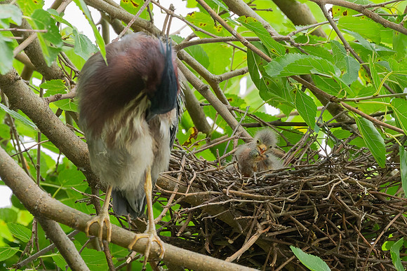 Green Heron & Chicks 28July2022-3
