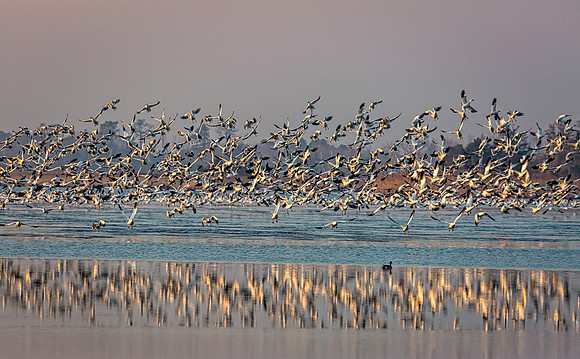 "Snow Geese", "Broadkill Beach", geese, "lift off"