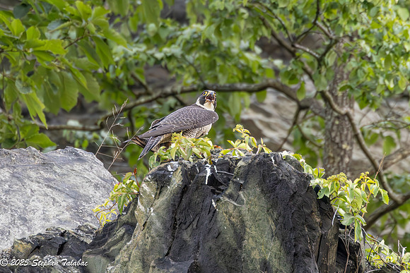 Point of Rocks Peregrine Falcons-4