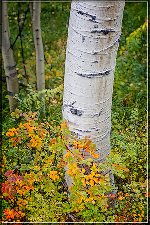 Colorado, Aspen, "West Elk Mountains", mountains, fall, "fall color", trees, stream