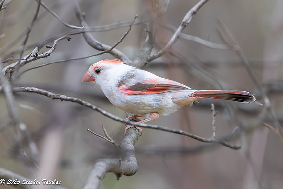 Font Hill Wetlands Park-2