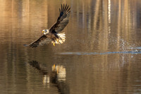 Columbia, "Wilde Lake", "bald eagle", eagle, "lake,", raptor
