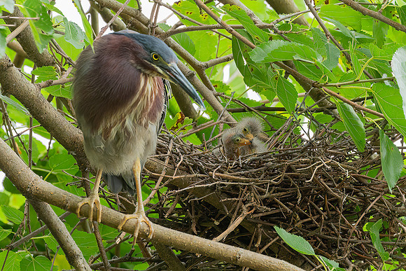Green Heron & Chicks 28July2022-2