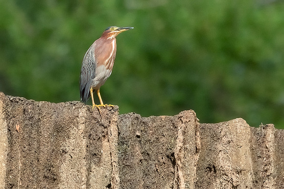 Green Heron & Chicks 01August2022-7