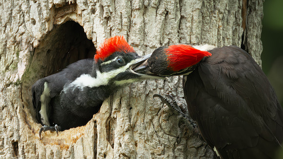 Pileated Woodpeckers 23May2024-11
