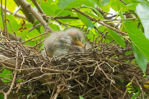 Green Heron & Chicks 01August2022-13