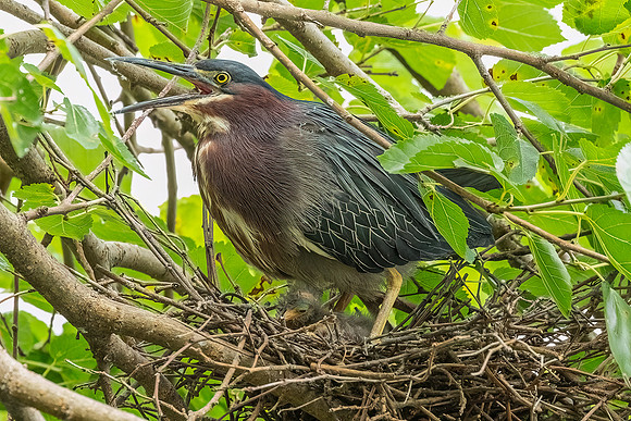 Green Heron & Chicks 28July2022-1