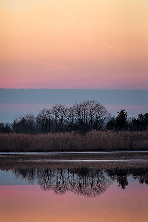 "Snow Geese", "Broadkill Beach", geese, "lift off, sunset, dusk, sky