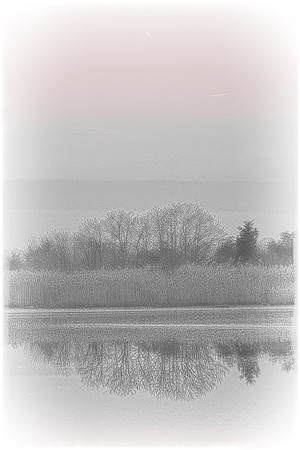 "Broadkill Beach", "Snow Geese", geese, "lift off"