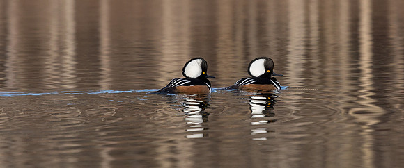 Hooded Mergansers Courtship Dance