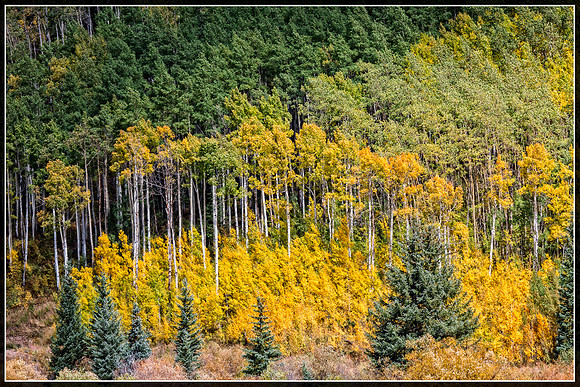 Colorado, Aspen, "West Elk Mountains", mountains, fall, "fall color", trees, stream