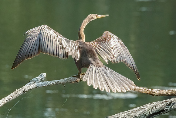 Wilde Lake Anhingas-18