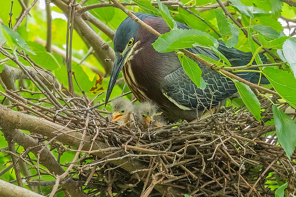 Green Heron & Chicks 28July2022-16