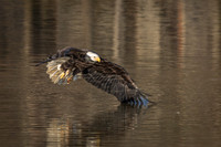 Columbia, "Wilde Lake", "bald eagle", eagle, "lake,", raptor