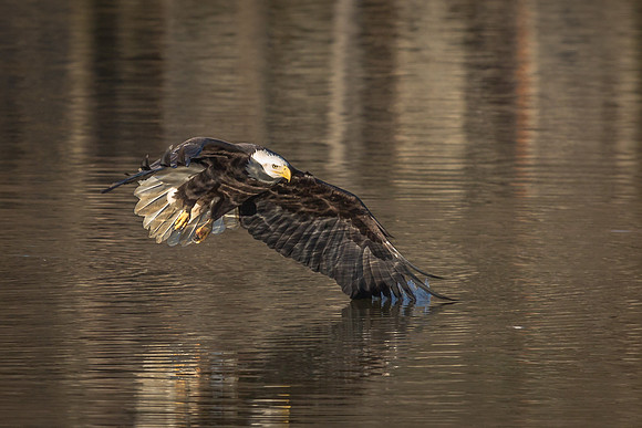 Columbia, "Wilde Lake", "bald eagle", eagle, "lake,", raptor