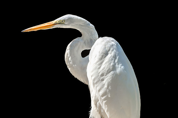 Great Egret Portraits II-3