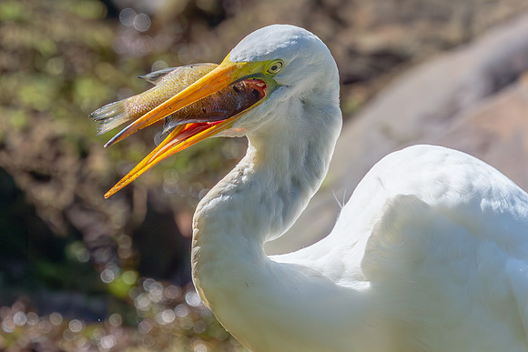 Great Egret Portraits II-11