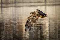 Columbia, "Wilde Lake", "bald eagle", eagle, "lake,", raptor
