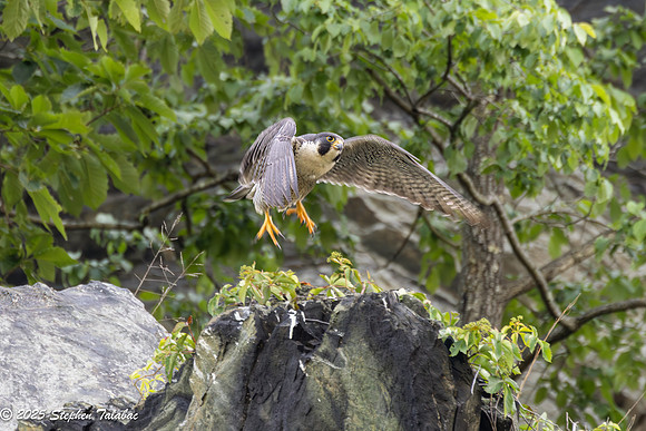 Point of Rocks Peregrine Falcons-20