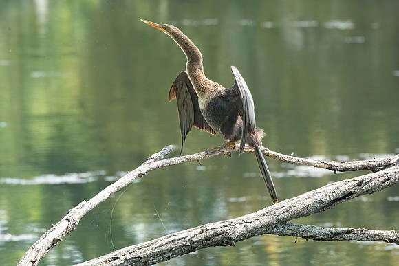 Wilde Lake Anhingas-14