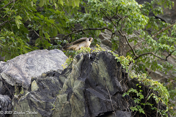 Point of Rocks Peregrine Falcons-17