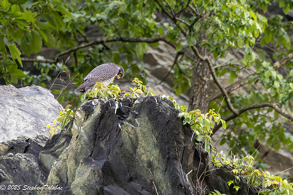 Point of Rocks Peregrine Falcons-11