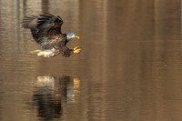 Columbia, "Wilde Lake", "bald eagle", eagle, "lake,", raptor