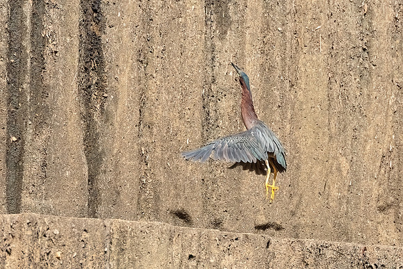 Green Heron & Chicks 01August2022-6