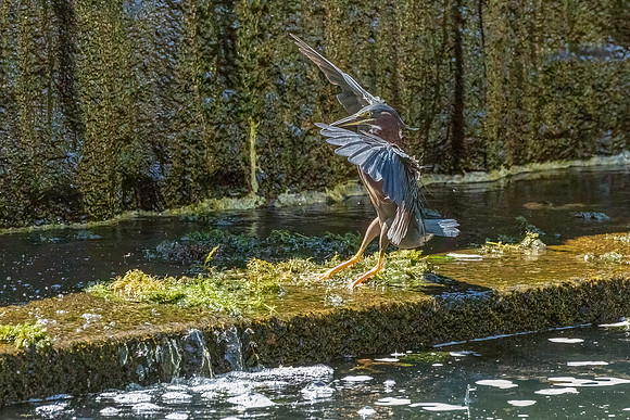 Green Heron Antics-9