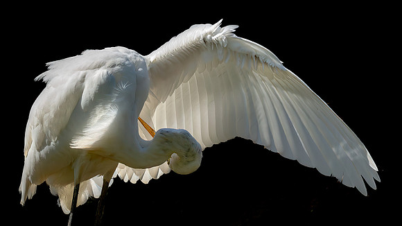 Great Egret Portraits II-13