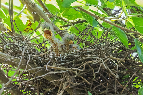 Green Heron & Chicks 28July2022-10