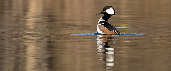 Hooded Mergansers Courtship Dance
