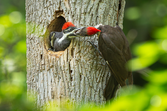 Pileated Woodpeckers 23May2024-7