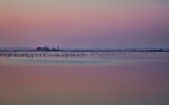 "Snow Geese", "Broadkill Beach", geese, "lift off"
