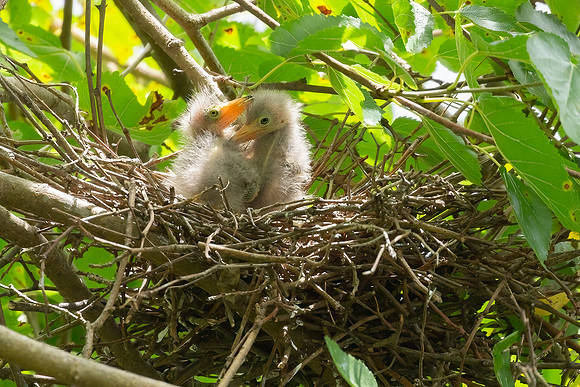 Green Heron & Chicks 01August2022-10