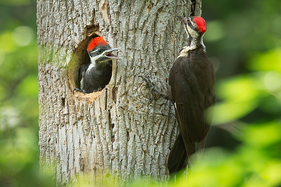 Pileated Woodpeckers 23May2024-8