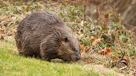 Wilde Lake Beave - 04March2024-4