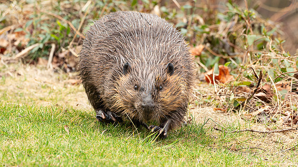 Wilde Lake Beaver - 04March2024-5